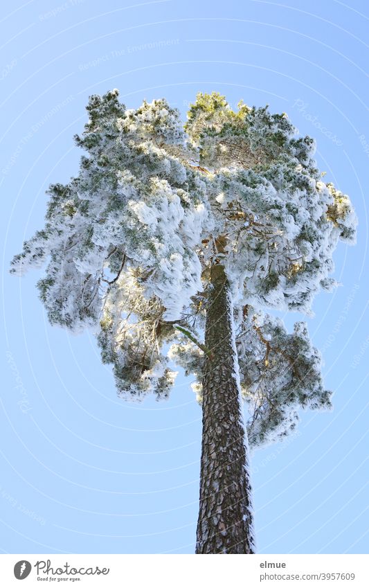 frei stehende, verschneite Kiefer aus der Froschperspektive mit blauem Himmel und Sonnenschein / Winterstimmung Nadelbaum Baumkrone Wintertag winterlich