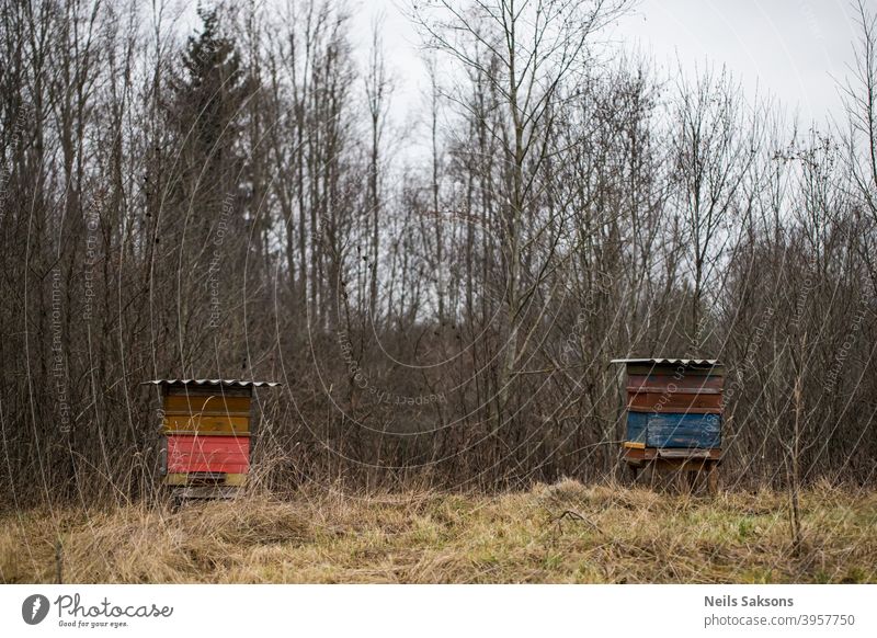 Gruppenbienenstöcke im Herbstgarten . danach Ackerbau Bienenkorb Bienenstock Bienenstöcke Bienenzucht blau Holzplatte Kasten Klima kalt Farbe bedeckt Europa