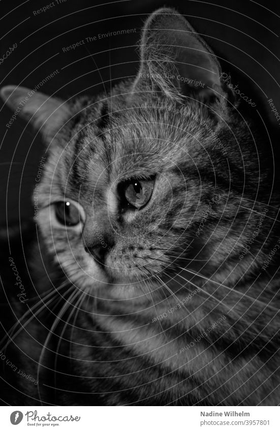 Nachdenkliche Britisch Kurzhaarkatze Katze katzenhaft Fell Haustiere Ein Tier fluffig Rassekatze weiß schwarz Schwarzweißfoto schwarzweiß Schwarzweißfotografie