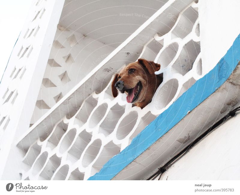 Wachhund - Watchdog Portugal Fassade Balkon Tier Haustier Hund 1 beobachten frech Fröhlichkeit Neugier klug weiß Interesse Einsamkeit Kontakt Langeweile