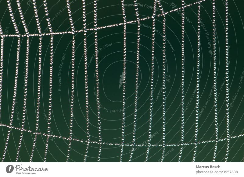 Spinnennetz im Morgentau, Spinnennetz im Morgentau gegenlicht Perlen Radnetz Spiegelungen Tau Tropfen Wassertropfen aufgereiht aufreihen. fein filigran