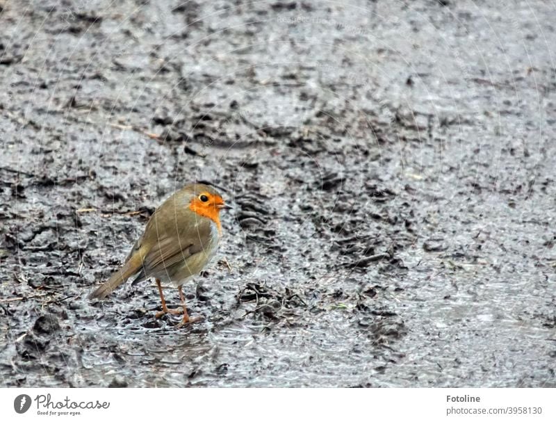 Im tristen Grau hüpft ein kleines Rotkehlchen durch nasse, kalte Matschepampe. Vogel Tier Außenaufnahme Natur Farbfoto 1 Menschenleer Tag Wildtier Umwelt