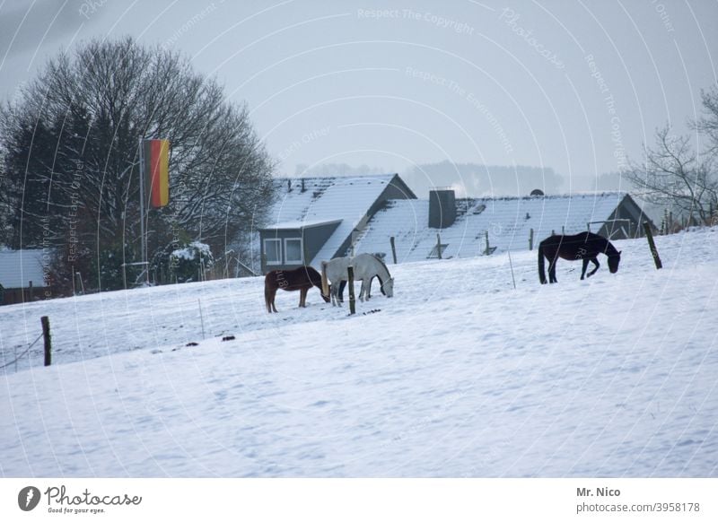 Auf dieser Weide haben Araber keinen zutritt Pferd Winter Schnee Landschaft Bauernhof kalt Feld Wiese ländlich Schneelandschaft Freizeit & Hobby Reitsport Tier