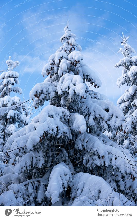 schneebedeckter Nadelbaum vor strahlend blauem Himmel mit kleinen Wölkchen tanne himmel landschaft rhön jahreszeit winter winterlich januar weiß wald thüringen