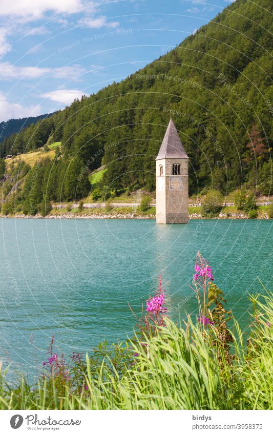 Reschensee im Sommer. Kirchturm eines gefluteten Dorfes ragt aus dem See Stausee Seeufer Wasser Wald Berhang Blüten schönes Wetter Wasserkraft Umwelt