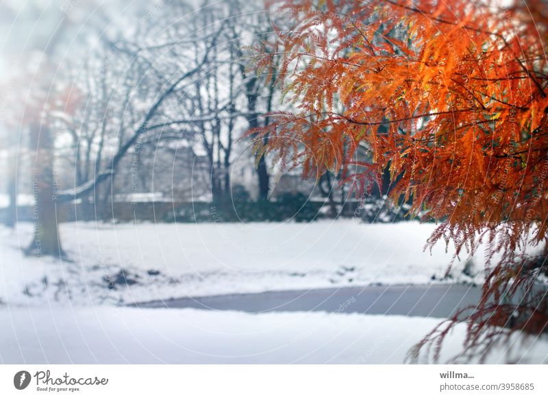 Herbstlich gefärbte Sumpfzypresse Herbstfärbung Winter Schnee Teich Baum Taxodium distichum leuchtend winterlich verschneit