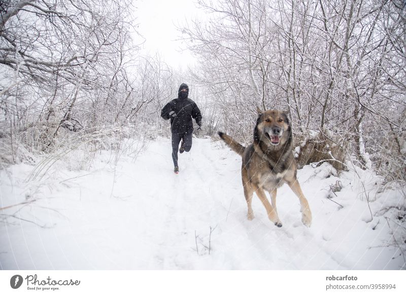 Mann läuft mit Hund in verschneiter Landschaft Schnee rennen kalt Winter Spaziergang Menschen Saison Jogger Park jung Frau Person gefroren schön reisen
