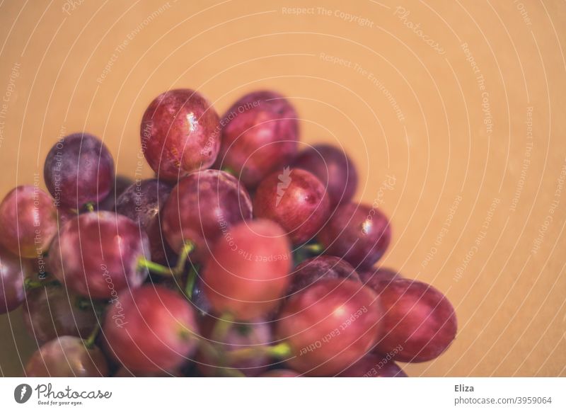 Lila Trauben lila blau Lebensmittel Obst lecker frisch Weintrauben Weinbeeren Frucht gesund Ton in Ton einfarbiger Hintergrund