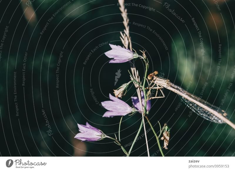Libelle auf einer fliederfarbenen Glockenblumenblüte in einem Feld sitzend bunt Schmetterling fliegen Insekt Farbbild Fotografie Flügel leer Wanze Drache Blume