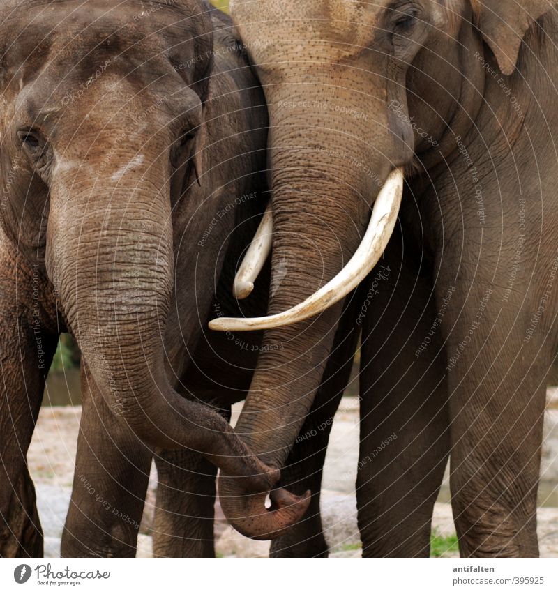 Rüsseln Tier Wildtier Tiergesicht Zoo Elefant Elefantenhaut Elefantenauge Elefantenohren Elefantenbulle Elefantenkuh 2 Tierpaar Kommunizieren Spielen ästhetisch