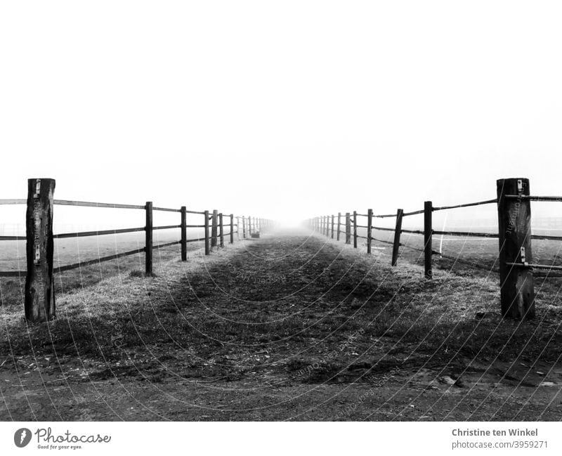 Der Feldweg zwischen den Zäunen führt in die Helligkeit Schwarzweißfoto ungewiss Wege & Pfade Ziele Außenaufnahme Menschenleer Nebel Landschaft Natur Einsamkeit