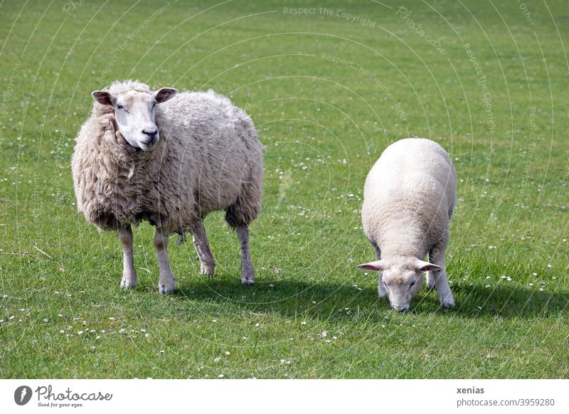 Mutterschaf und Lamm stehen auf einer grünen Wiese Schaf Weide Tier Wolle Nutztier Tierhaltung Gras Landwirtschaft Tierporträt Tierjunges Schaffell Landschaft