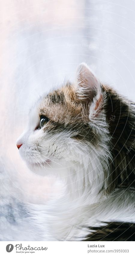 Porträt einer Katze, langhaarig getigert  sitzt  vor der Balkontür und schaut dem Regen draußen zu Kater Katzenporträt Profil Tier Haustier Hauskatze