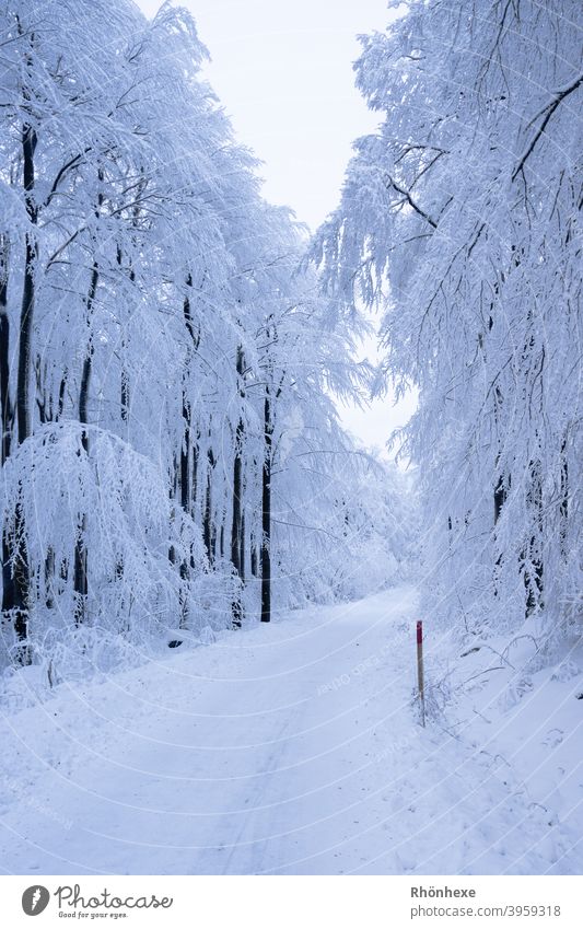 Ein tiefverschneiter einsamer Weg im Winterwald Schnee Baum kalt Frost weiß Wald Außenaufnahme Menschenleer Natur Tag Farbfoto Schneelandschaft Winterstimmung