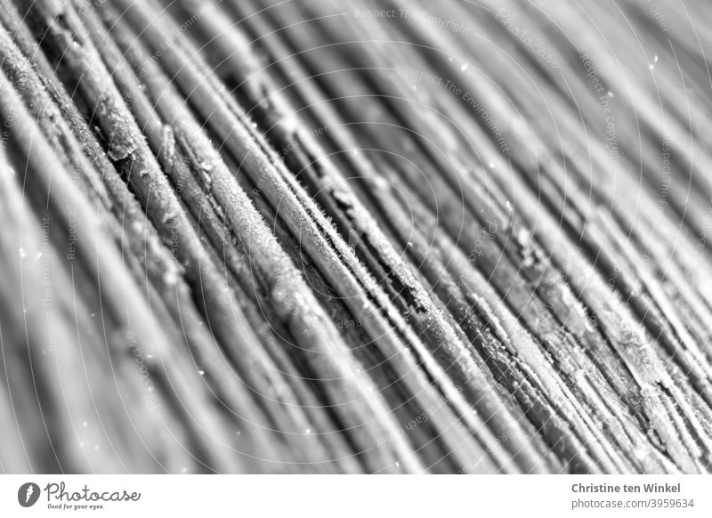 abgestorben | Makroaufnahme eines Strohdaches mit Raureif Strukturen & Formen Detailaufnahme Nahaufnahme Muster schwache Tiefenschärfe schwarzweiß monochrom