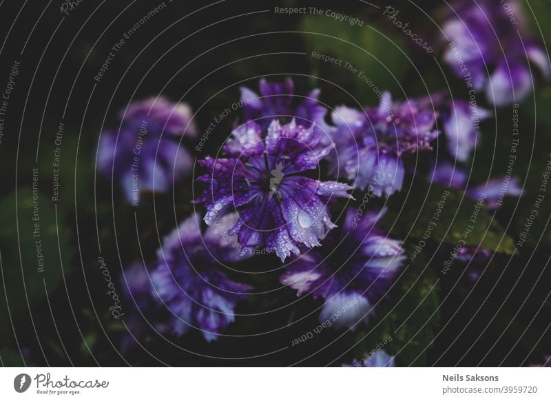 lila Blumen schwitzen nach regen schön Schönheit Blütezeit Überstrahlung blau Botanik Clematis Nahaufnahme Farbe farbenfroh Flora geblümt Garten Storchschnabel
