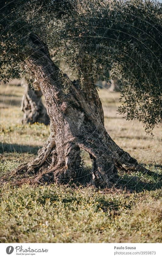 Alter Olivenbaumstamm oliv Baum Baumstamm alt antik mediterran Portugal Olivenblatt Landschaft grün Pflanze Tag Farbfoto Außenaufnahme Olivenhain Natur