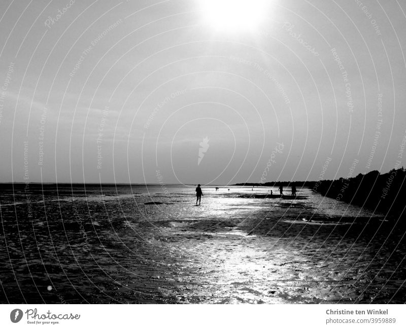 Silhouetten von Spaziergängern im Watt bei Niedrigwasser. Gegenlichtaufnahme mit Reflexionen des Sonnenlichtes im nassen Sand Strand Wattenmeer