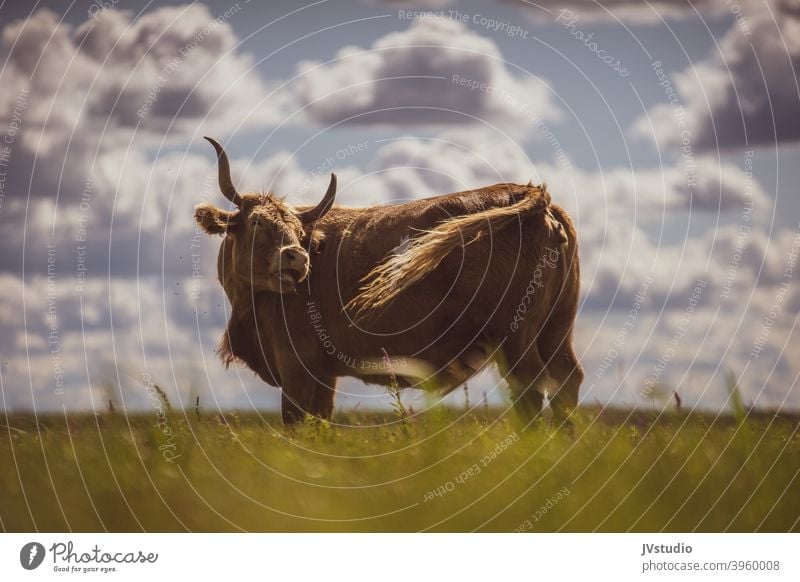 Wilde Kuh, die den Schwanz fängt Wildtier den Schwanz fangen Tier Natur Farbfoto Tierporträt braun wild Tierwelt Leitwerke