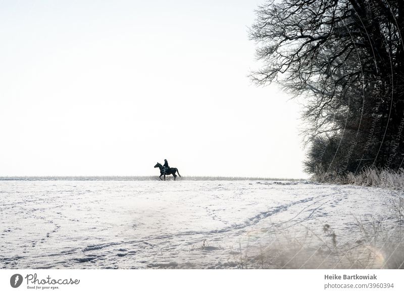 Reiter im Schnee Ausritt Pferd Reiten Schneelandschaft Freizeit & Hobby Außenaufnahme Reitsport Farbfoto Freude Silhouette Tag Schatten weiß schwarz grau