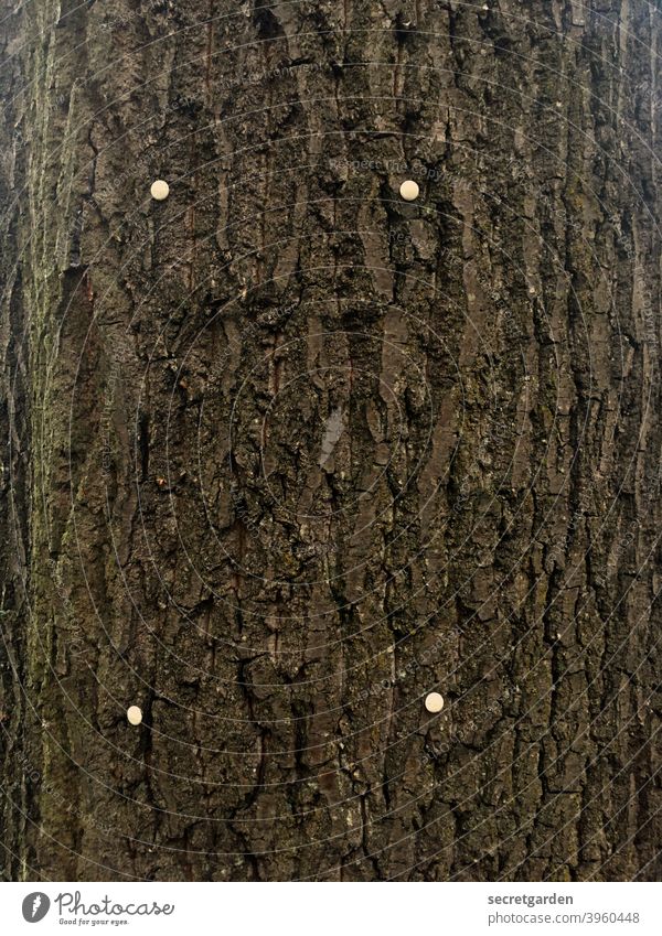 Tabula Rasa. Baum Rinde Natur Holz braun natürlich Umwelt Hintergrund Nutzholz Nahaufnahme Detailaufnahme Oberfläche Material alt Eiche Hartholz Muster