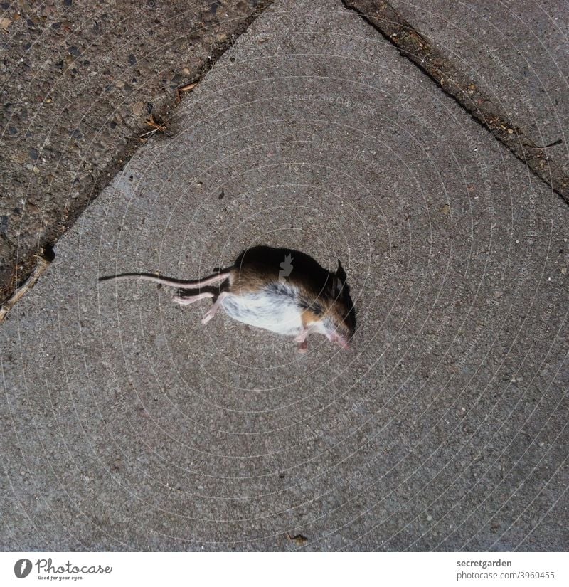 Alles ist vergänglich. Maus tot Tod Todeskampf Fussboden traurig Mitleid grafisch Licht Schatten Leben Natur Tier Totes Tier Außenaufnahme Farbfoto Tag