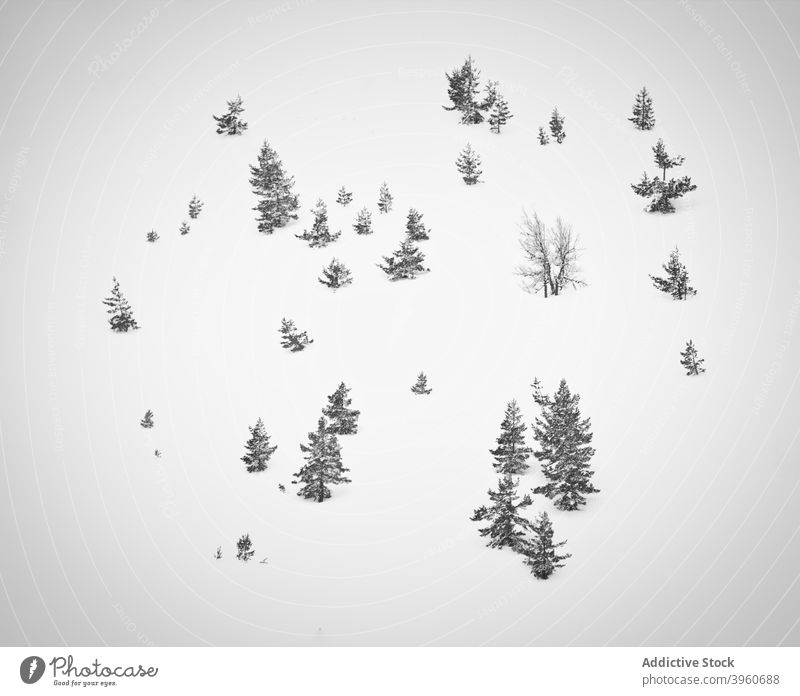 Nadelbäume auf verschneitem Terrain im Winter nadelhaltig Baum Schnee Immergrün kalt Saison Wachstum weiß Landschaft malerisch gefroren Winterzeit Wetter Natur