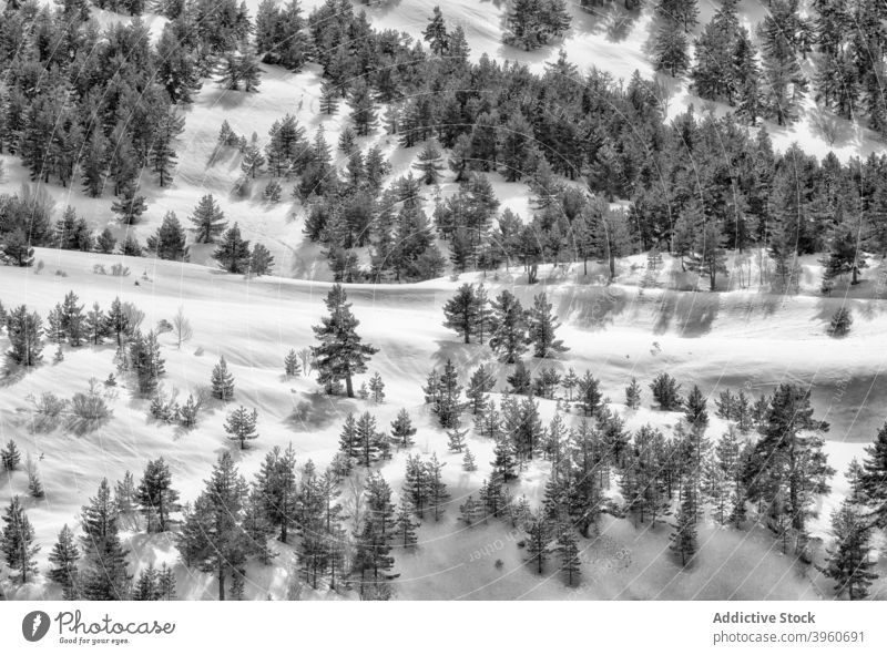 Nadelwald in bergigem Gelände im Winter Landschaft nadelhaltig Wald Schnee Baum Hochland Saison Immergrün Berge u. Gebirge Wälder kalt Wachstum weiß malerisch