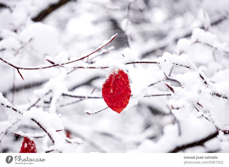 Schnee auf dem roten Blatt in der Wintersaison, kalte Tage Niederlassungen Blätter Natur natürlich texturiert Zerbrechlichkeit Frost gefroren frostig weiß Eis