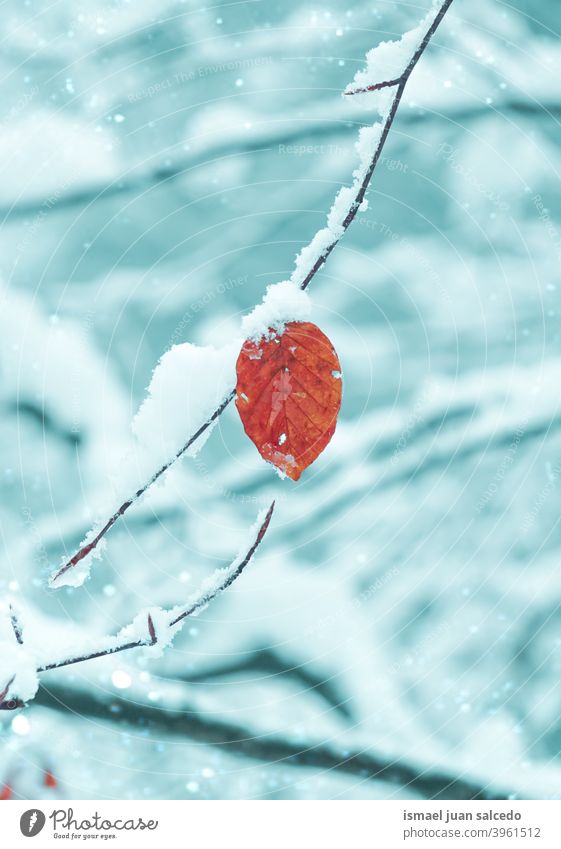 Schnee auf dem roten Blatt in der Wintersaison Niederlassungen Blätter Natur natürlich texturiert im Freien Schönheit Zerbrechlichkeit Frost gefroren frostig
