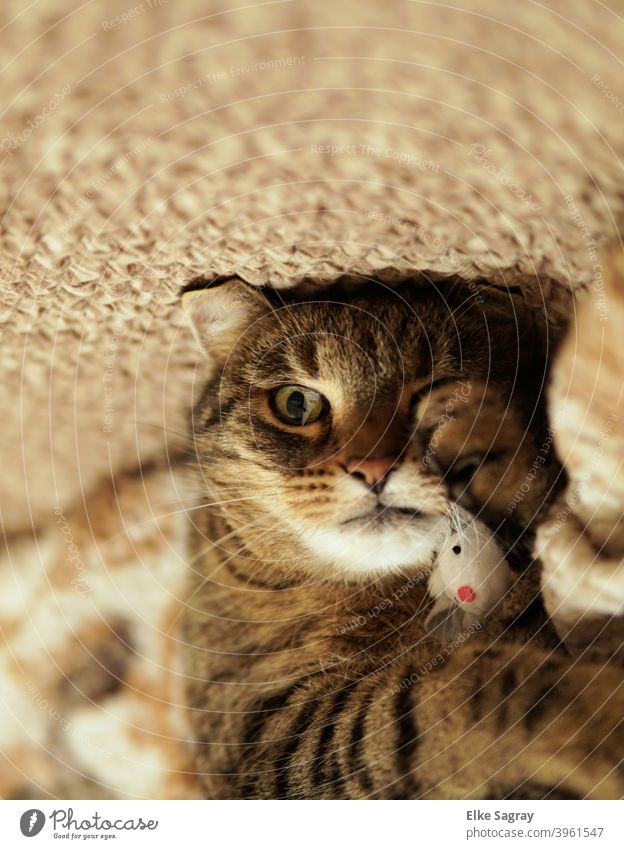 lustiges Katzenfoto Haustiere katzenhaft Textfreiraum Porträt Fell in die Kamera schauen niedlich bezaubernd
