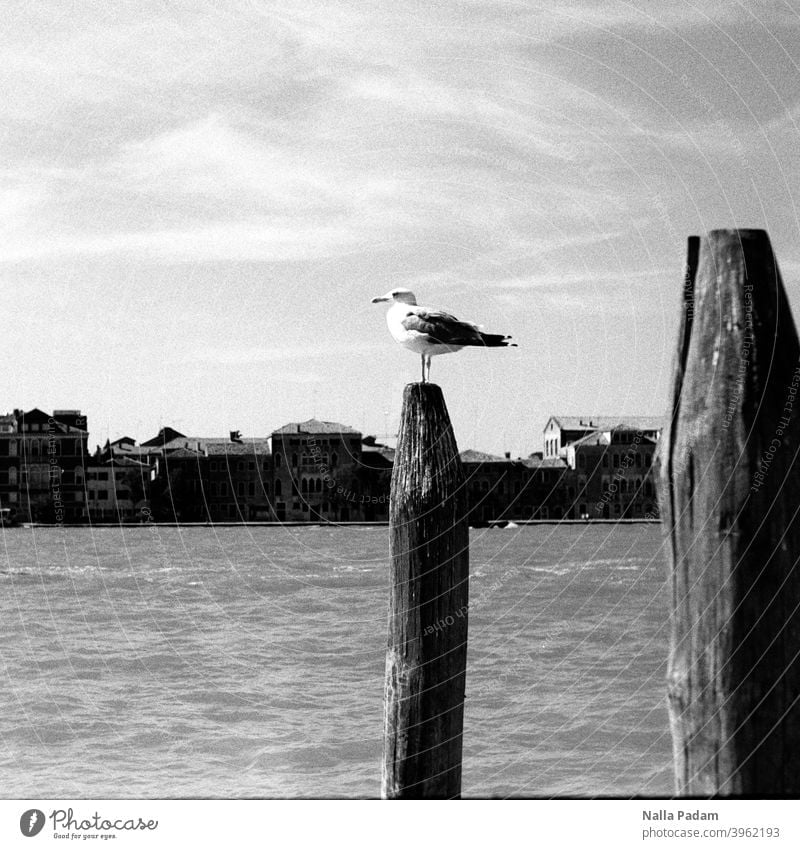 Venezianische Möwe auf Pfahl analog Analogfoto schwarzweiß Wasser Venedig Lagunenstadt Architektur Himmel Blick Außenaufnahme