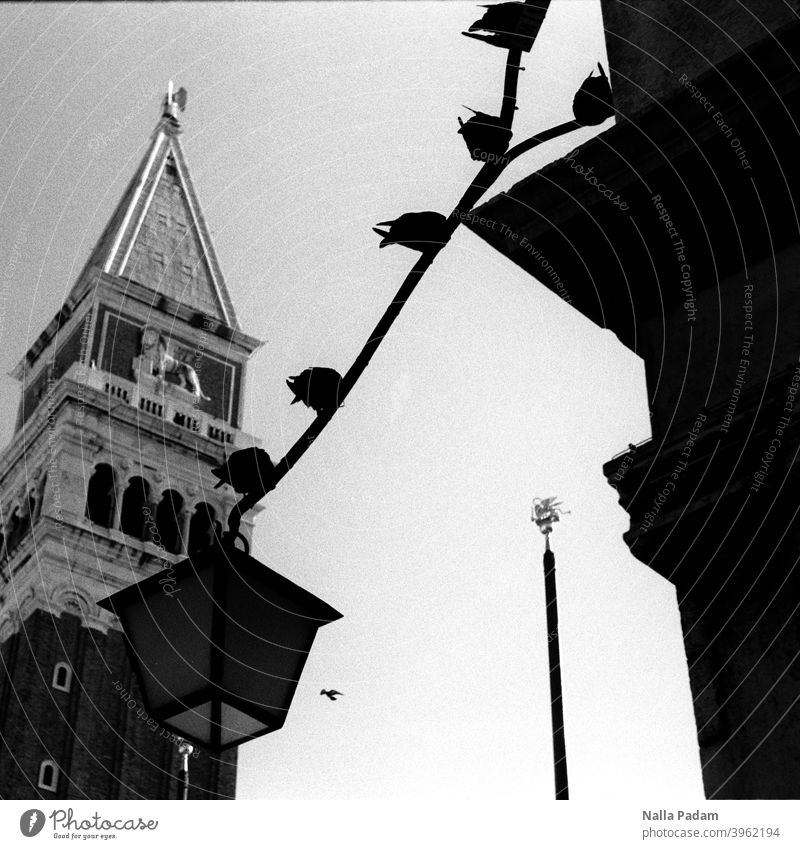 Venezianische Tauben vom Markusplatz analog Analogfoto schwarzweiß Campanile di San Marco Glockenturm Laterne Venedig Italien