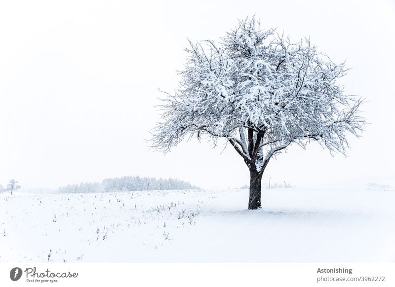 einsamer Baum im Schnee Winter Natur Landschaft Pflanze weiß Himmel Baumkrone kalt Außenaufnahme Frost Tag Umwelt Wetter Rinde Winterlandschaft Wald Horizont