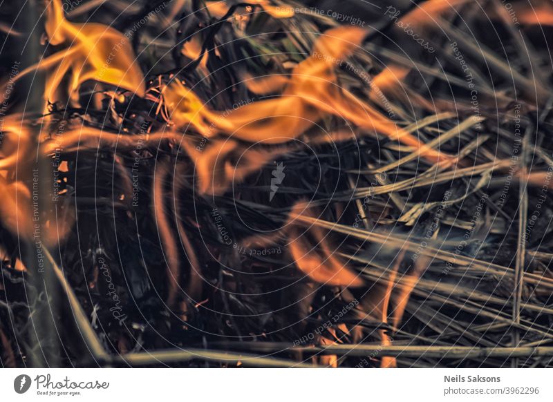 Lagerfeuer des trockenen Grases im Frühling abstrakt Asche Hintergrund schwarz Freudenfeuer hell braun Brandwunde brennend Buschfeuer schließen Nahaufnahme