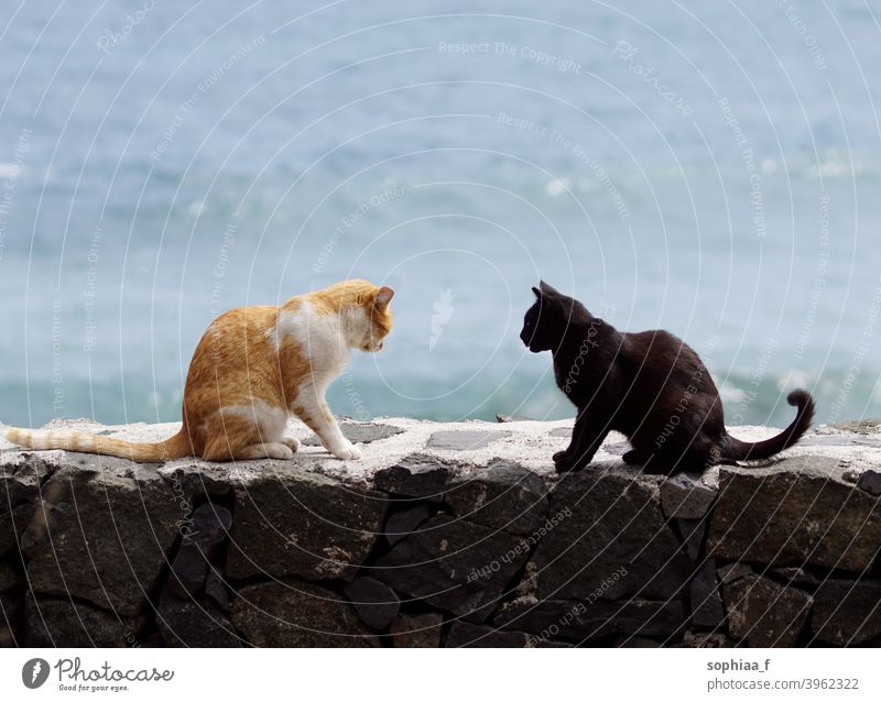 zwei Katzen sitzen an der Wand, einander zugewandt und streiten sich - Katzentreffen Konflikt & Streit sprechend argumentierend Sitzung Konfrontation Gespräch