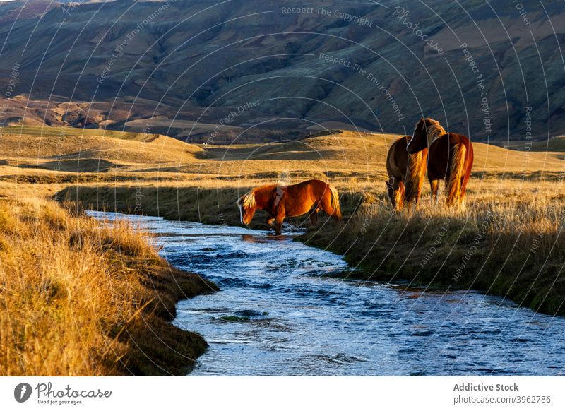 Pferde grasen in der Nähe des Flusses in den Bergen weiden Berge u. Gebirge Herde Sonnenuntergang Hochland Natur malerisch Weide Tier Island wild Wiese Feld Tal
