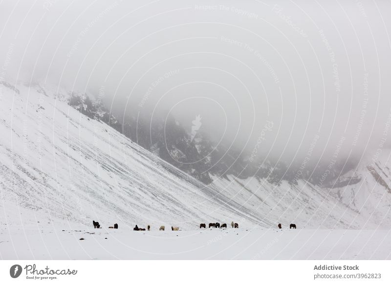 Pferde grasen im verschneiten Tal in den Bergen weiden Winter Herde Berge u. Gebirge Weide Tier wild Wiese Island Natur Schnee Landschaft pferdeähnlich