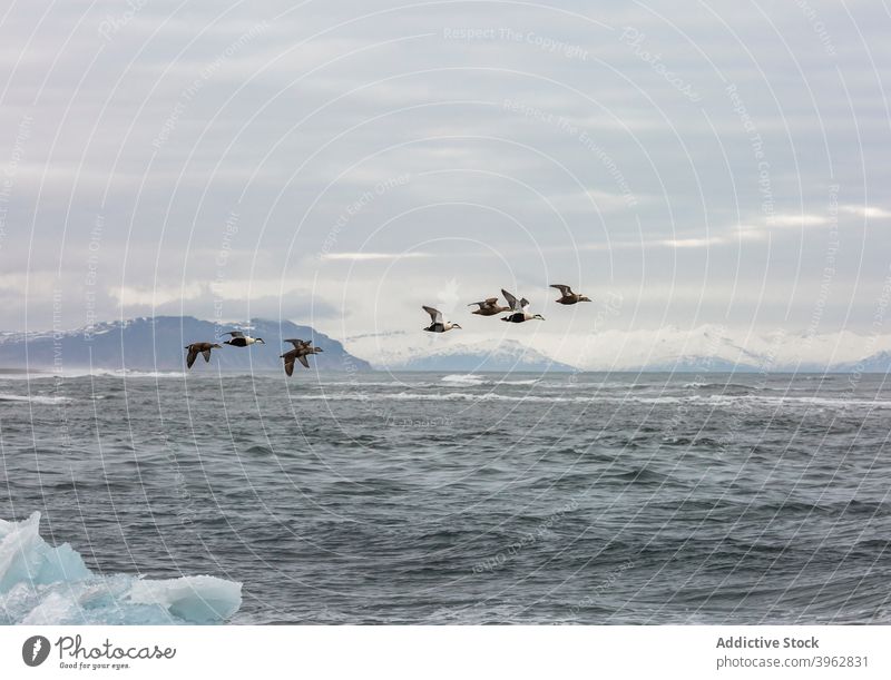 Vogelschwarm fliegt über Meer im Winter Schwarm MEER Fliege Eider Natur wild Berge u. Gebirge Lebensraum Island Prachteiderente Schnee Wasser atemberaubend
