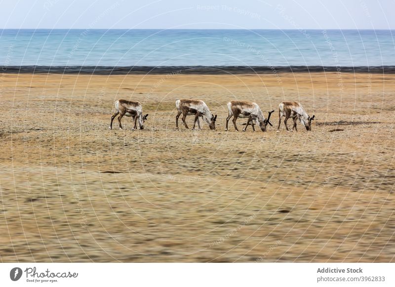 Rentiere beim Weiden auf einer trockenen Wiese in der Nähe des Meeres Herde Hirsche Zusammensein Feld MEER essen weiden Gras Island Tier wild Geweih getrocknet