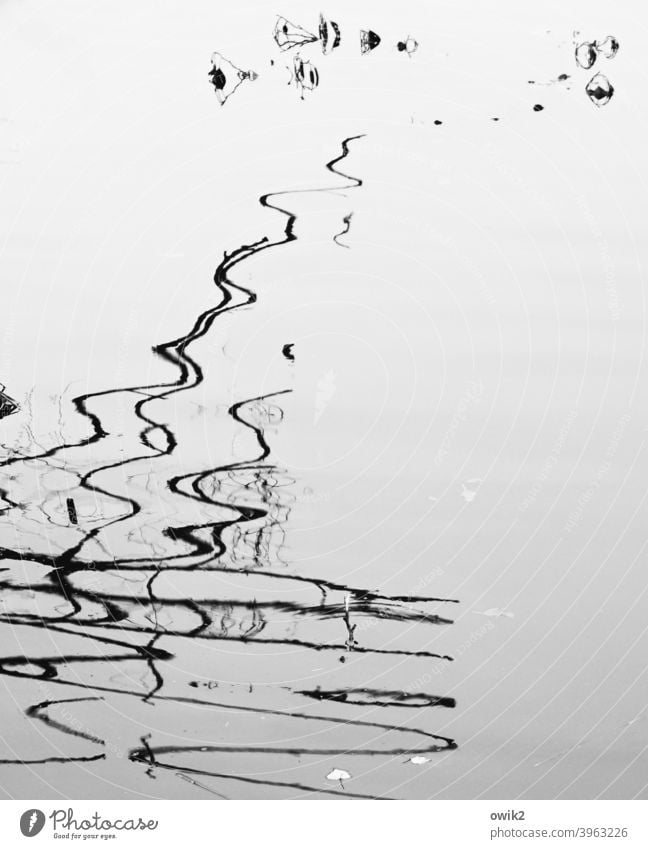 Kalligraphie Wasser Wasseroberfläche Reflexion & Spiegelung Zweige Striche Zeichen kryptisch Andeutung schemenhaft Bewegung Wasserspiegelung minimalistisch