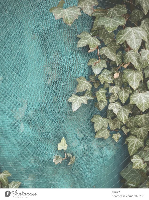 Schichtsalat Efeu Blatt Herbst Pflanze Gaze Kunststoff Abdeckung Schutz Baustelle Wachstum Zusammensein klein Versteck grün braun trocken nah verborgen Farbfoto