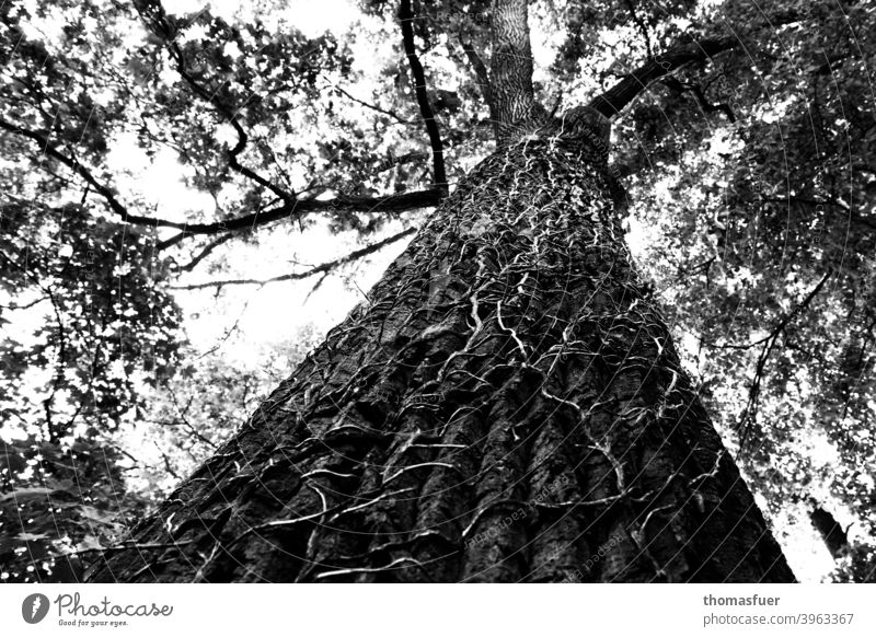 Baum von Efeu überwuchert, aber lebt weiter erdrückt Efeuranken Baumrinde Höhe Perspektive standhaft Geäst Himmel Schwarzweißfoto emporklimmen Sinnbild Äste