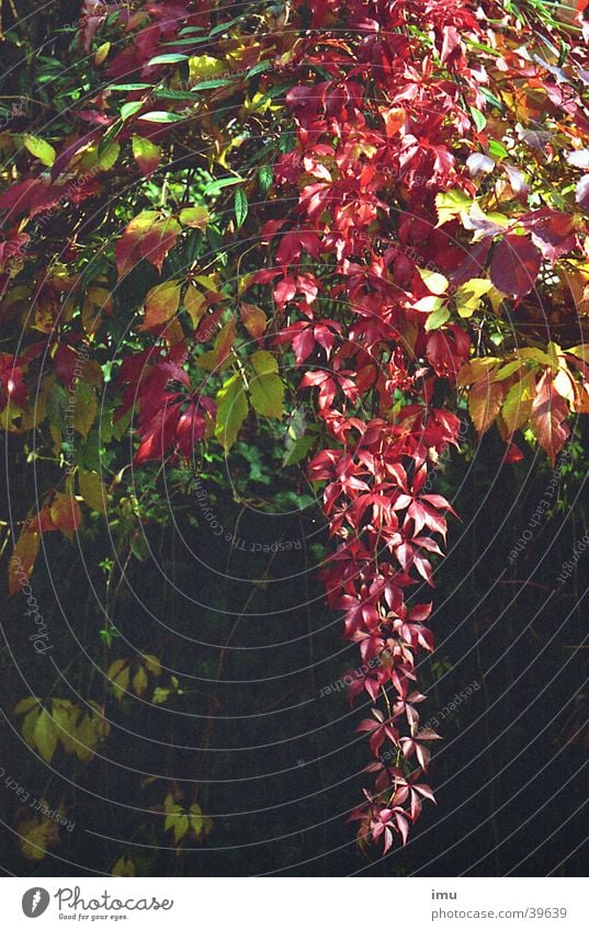 Herbst im Paradies - Parkanlage in Baden-Baden Weinblatt Blatt Indian Summer