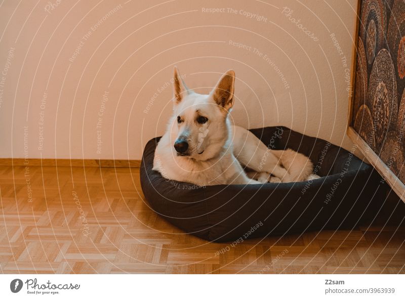 Weißer Schäferhund in seinem Körbchen schäferhund Hund weiss groß niedlich Entspannung korb körbchen zuhause Erholung haustier Stufe schoen aufmerksam häuslich