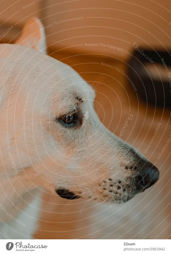 Weißer Schäferhund schäferhund Hund weiss groß niedlich zuhause haustier Stufe schoen aufmerksam warme farben Porträt Schnauze lieb