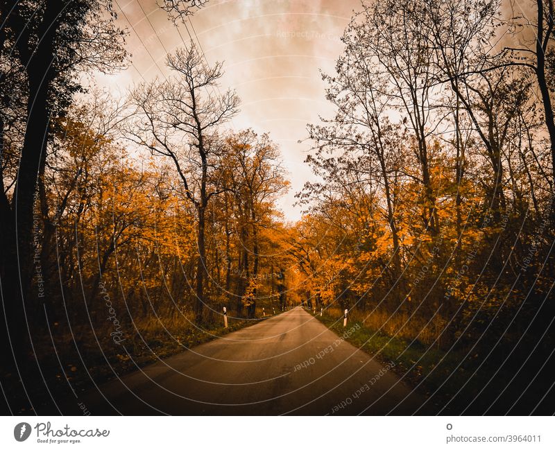 Straße durch den Wald Herbst Herbststimmung Bäume Stille Auf dem Weg nach Hause Fluchtpunkt Straße Fluchtpunktperspektive Landschaft Natur Umwelt Außenaufnahme
