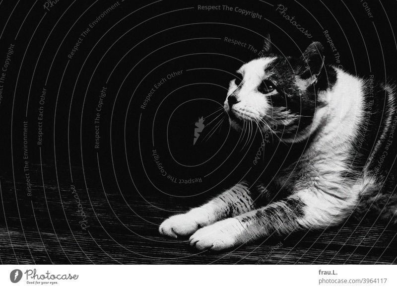 Kater, etwas verunsichert Katze Haustiere liegen Blick getigert Fell Tierporträt