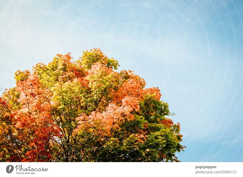 Herbstbaum bei schönem, blauen Himmel Blatt Natur Baum Wald Außenaufnahme Farbfoto Tag Menschenleer Pflanze Umwelt Licht Schönes Wetter mehrfarbig Blätter