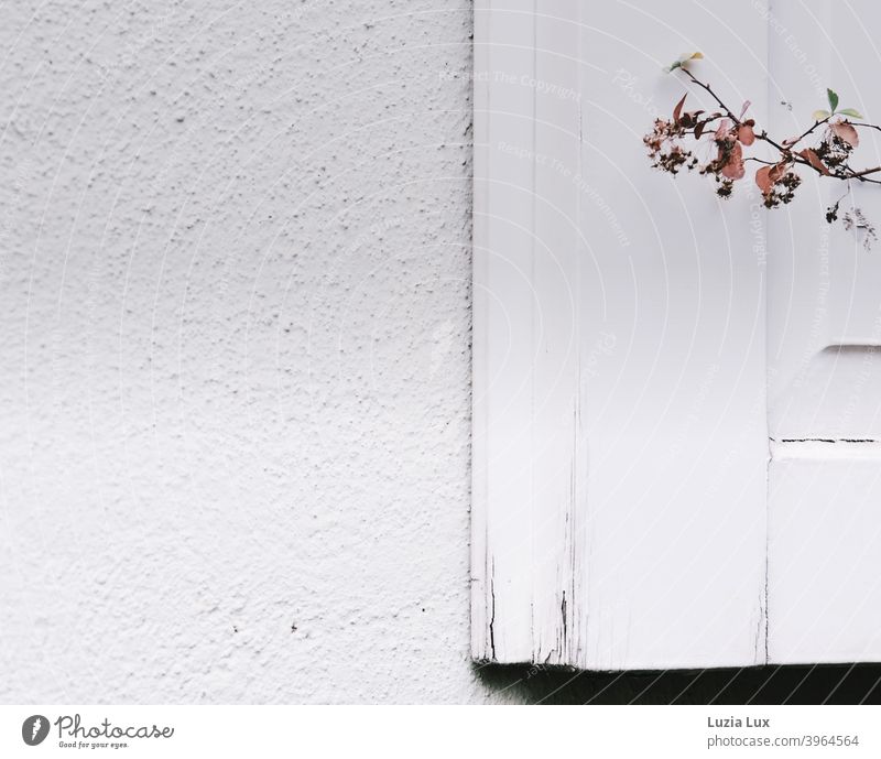 Winterlicher Blick auf einen Fensterladen aus Holz, weiß und alt winterlich herbstlich kalt Winterstimmung Wintertag Stadt Zweig Laub gefärbt frieren Fassade